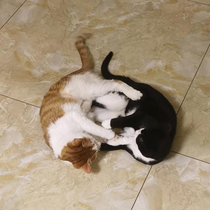 团圆旺满🐱