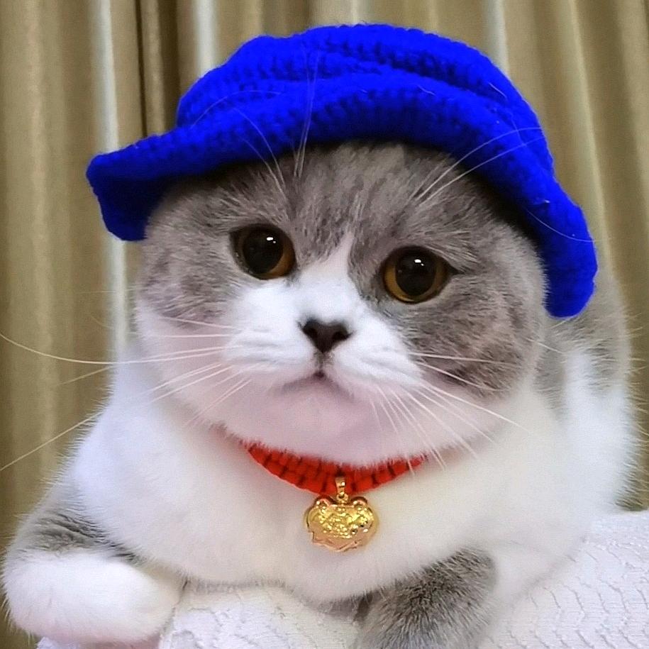 可可是只猫