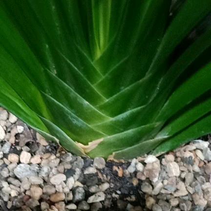 长春文雅君子兰