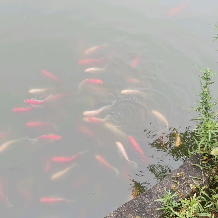 喜笑岩开