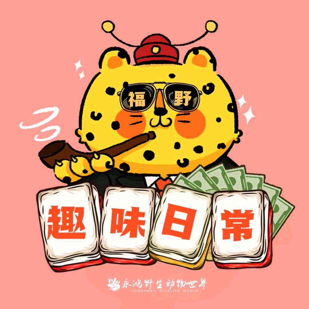 永小鸿的工作日常