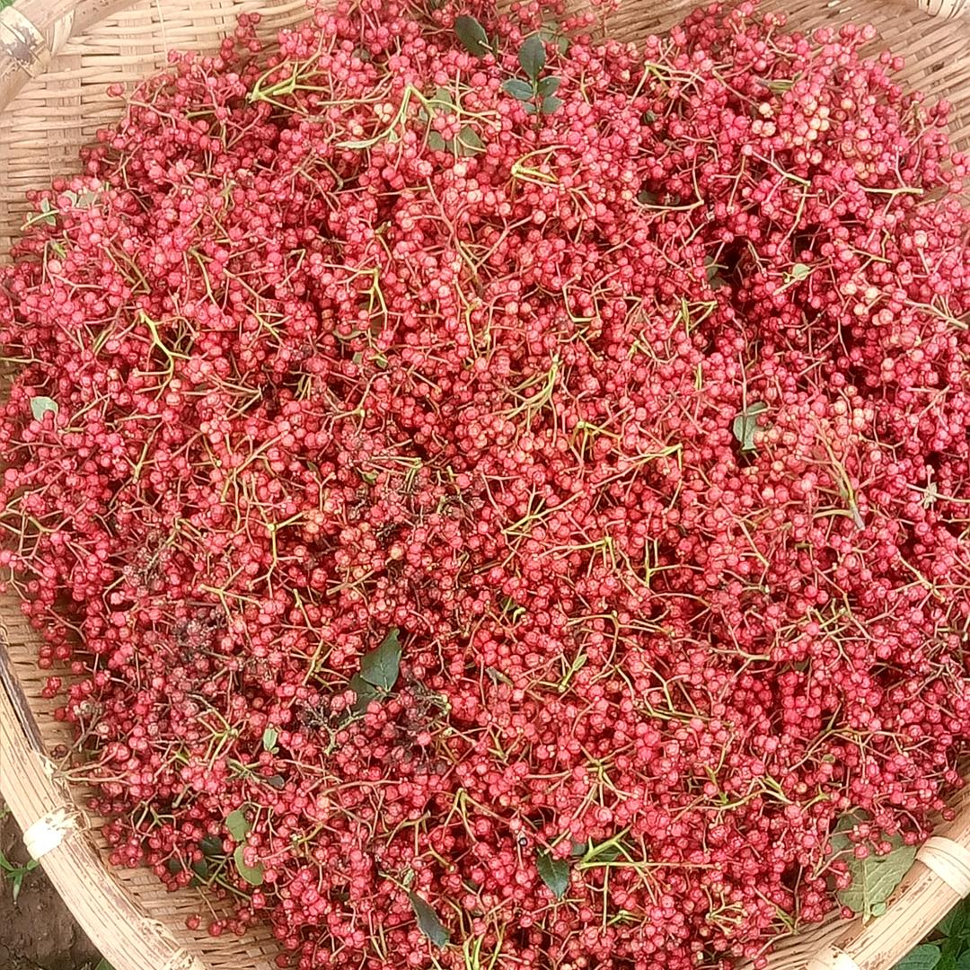 陇南武都产地花椒.张小斌