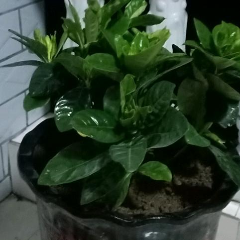 南漂，归心似箭