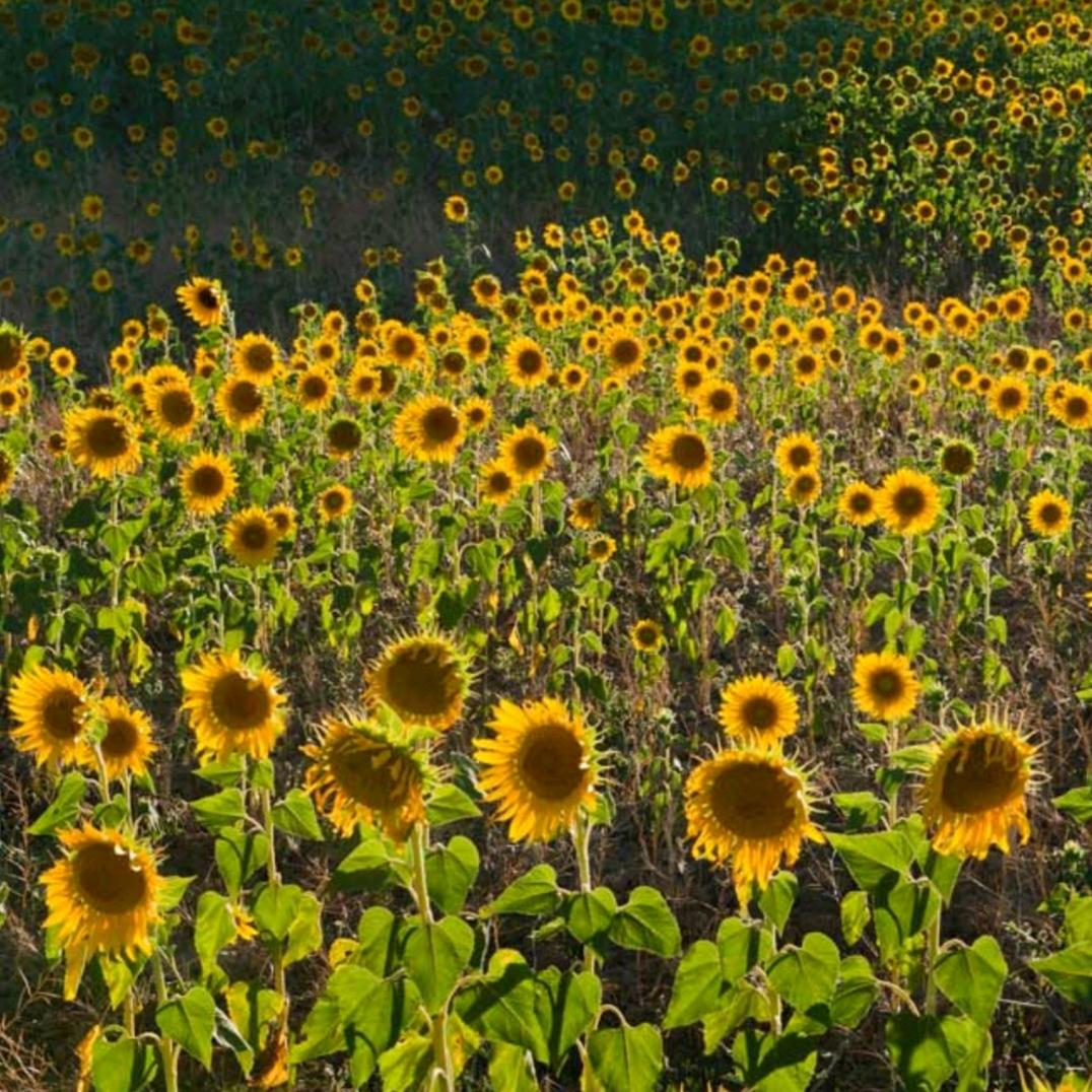 小小强-sunflower