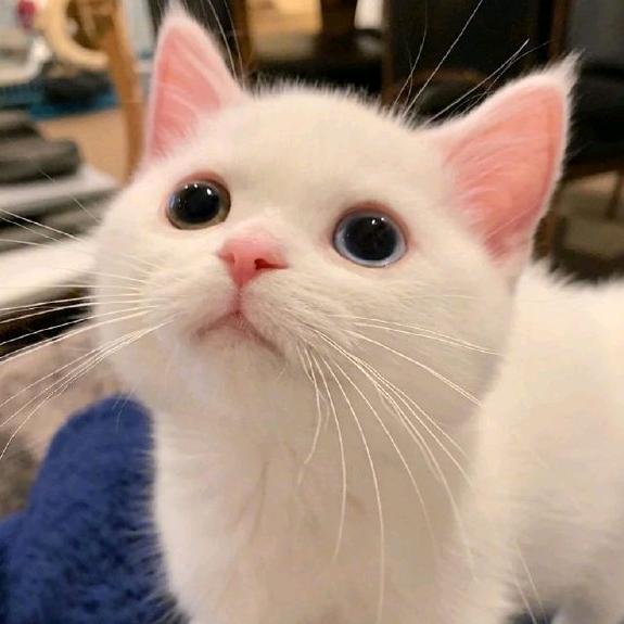 🦆猫猫