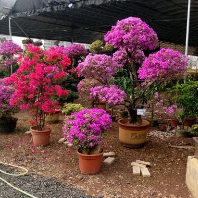 花中鸟和老李