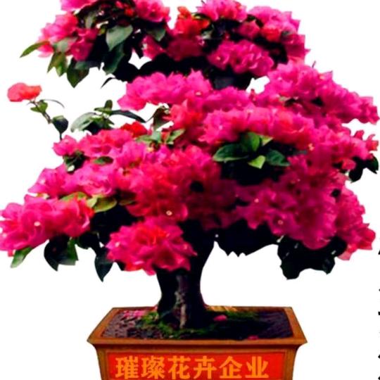 💘笑💘看💘人💘生💘