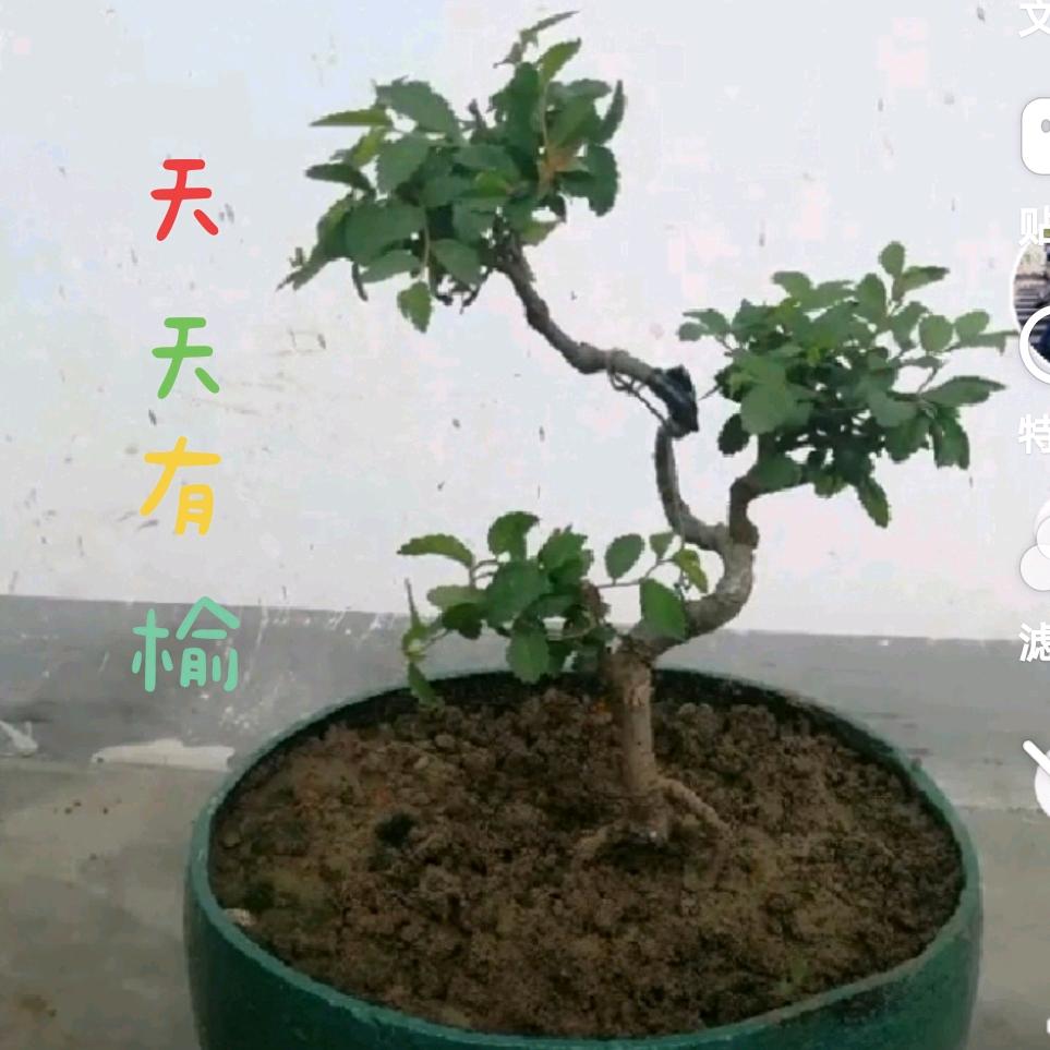 周.美酒飘香（互）