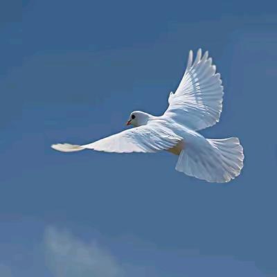 🕊️【国翊】🕊️