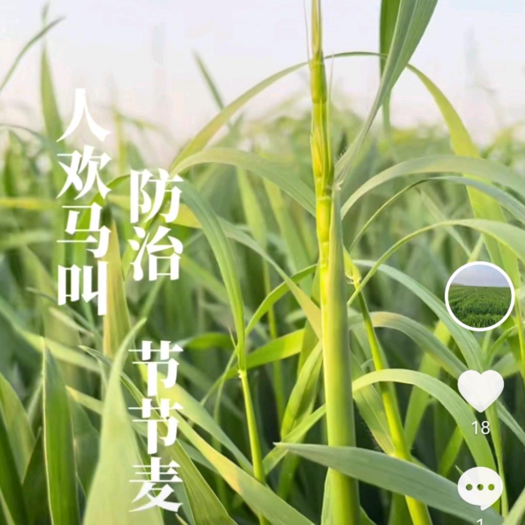 除草大师