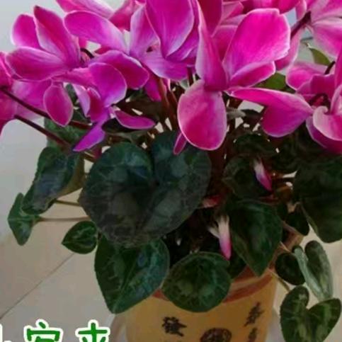 桃枝