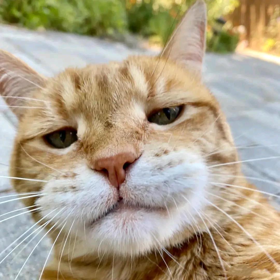 一杯特调风味捉马提尼送给猪肉王子