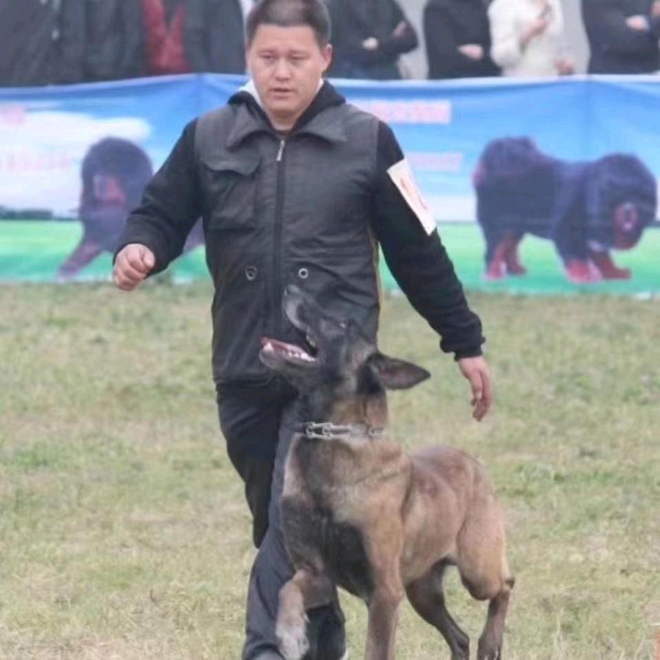 爱贝宠物训练服务俱乐部官方号
