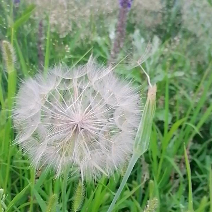 遇见蒲公英