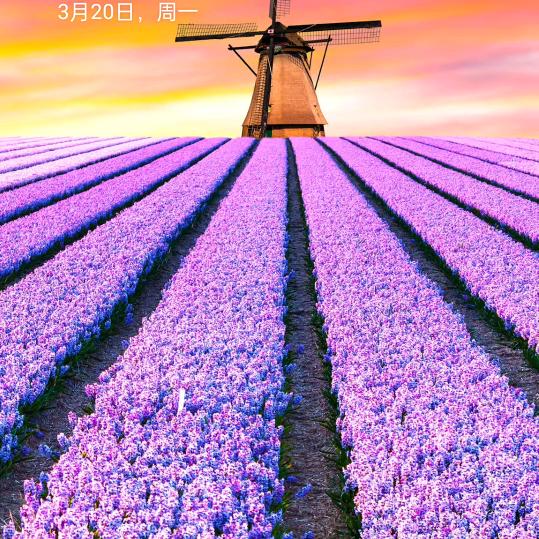 三月桃花开