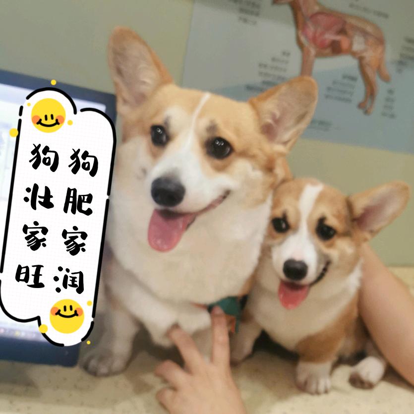 🐾Kimi小主的奴仆