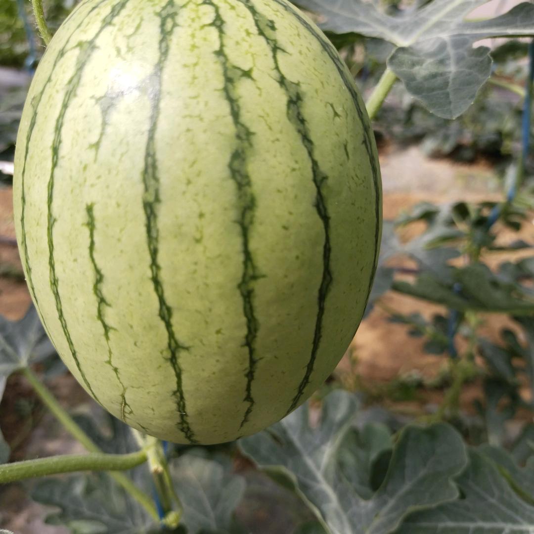 陕西蒲城瓜果蔬菜促销中心