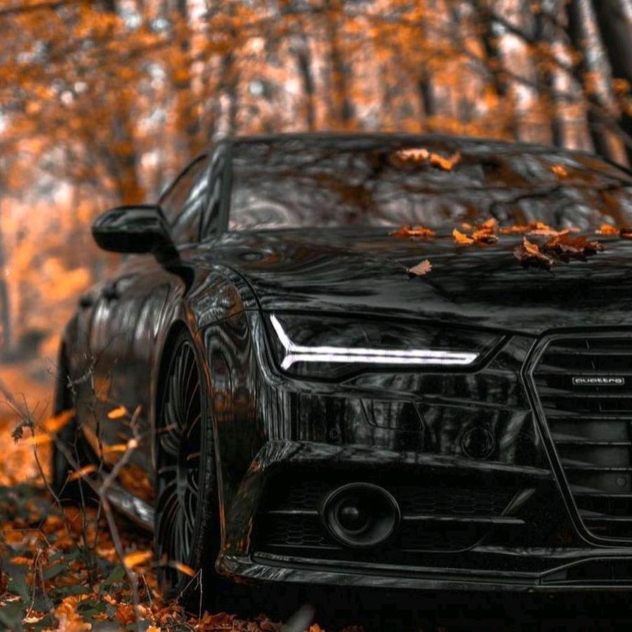 大量收购金虎白苗