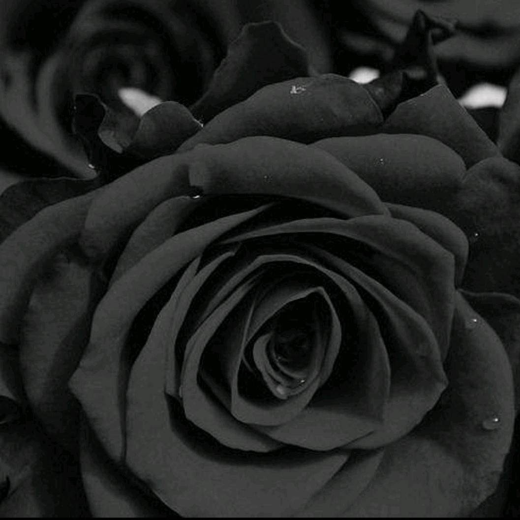黑色玫瑰