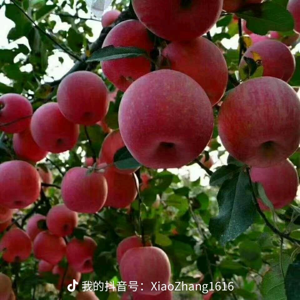 XiaoZhang1616