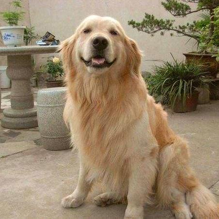 神秘集团董事长