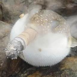 一手鱿鱼(北海潇洒哥)