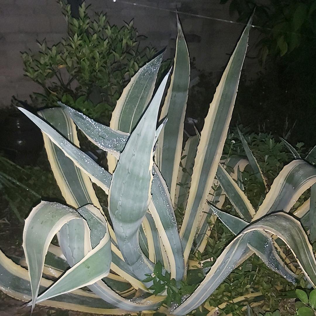 龙舌兰