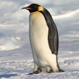 帝企鹅