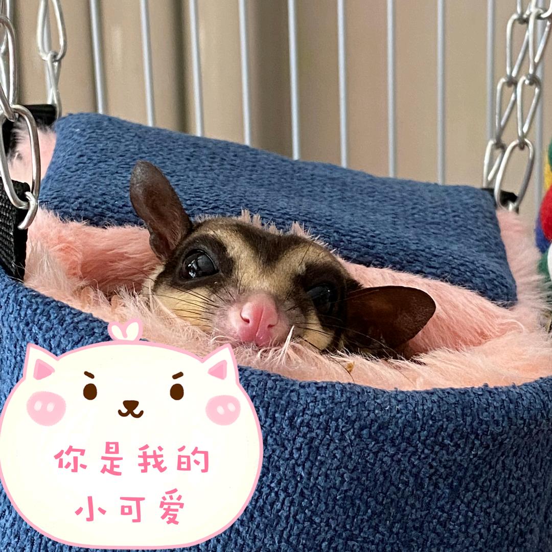 娇娇
