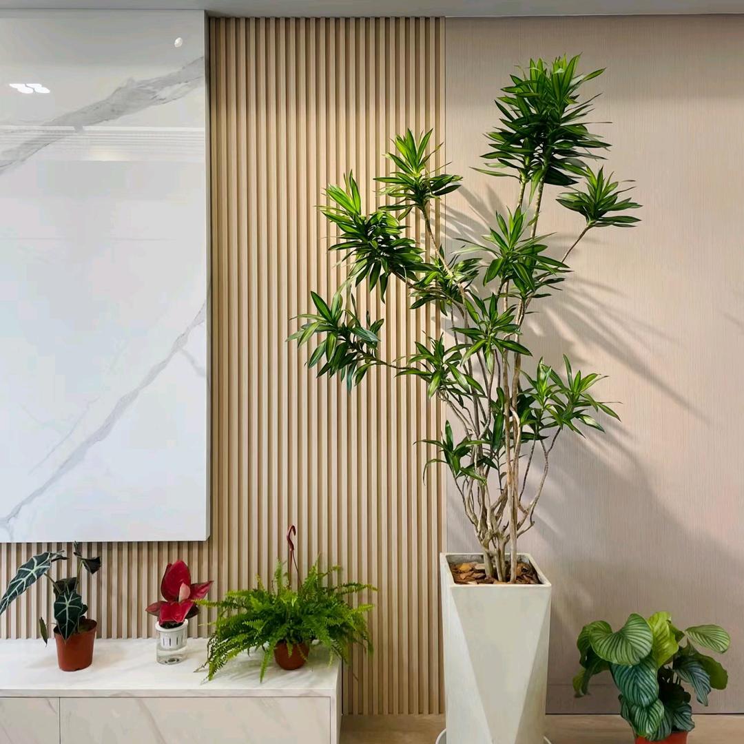 潮汕绿植盆景园林