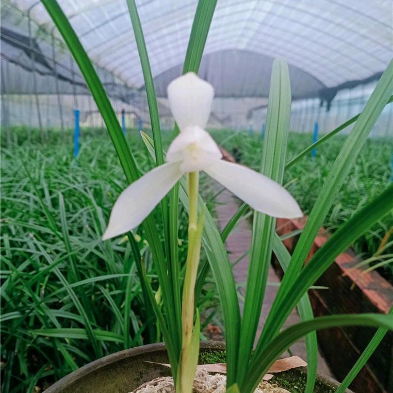 玉鑫兰园种植基地