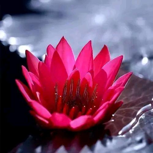 幸福像花儿一样🌹