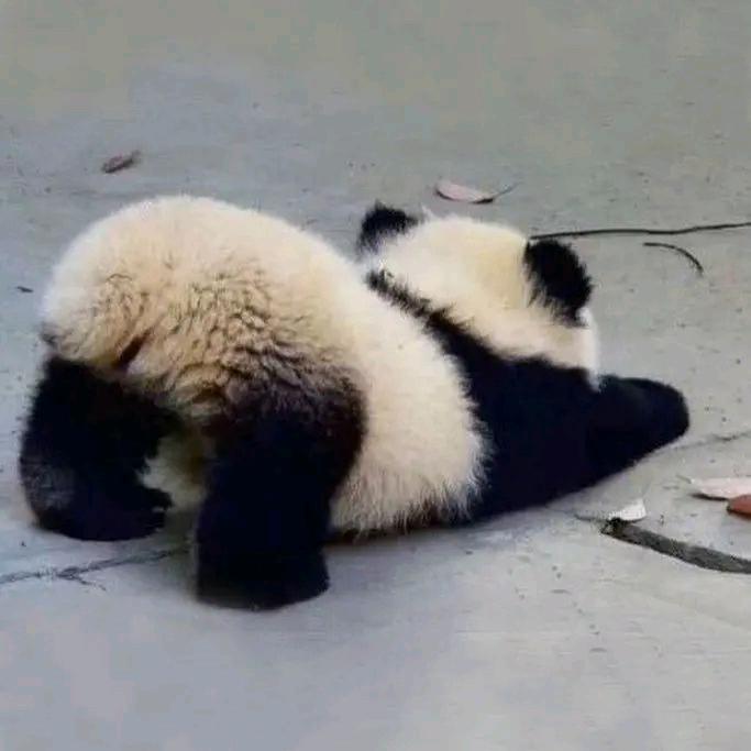 嘿☆小熊猫