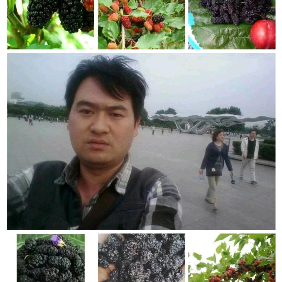 药材桑葚干白芨