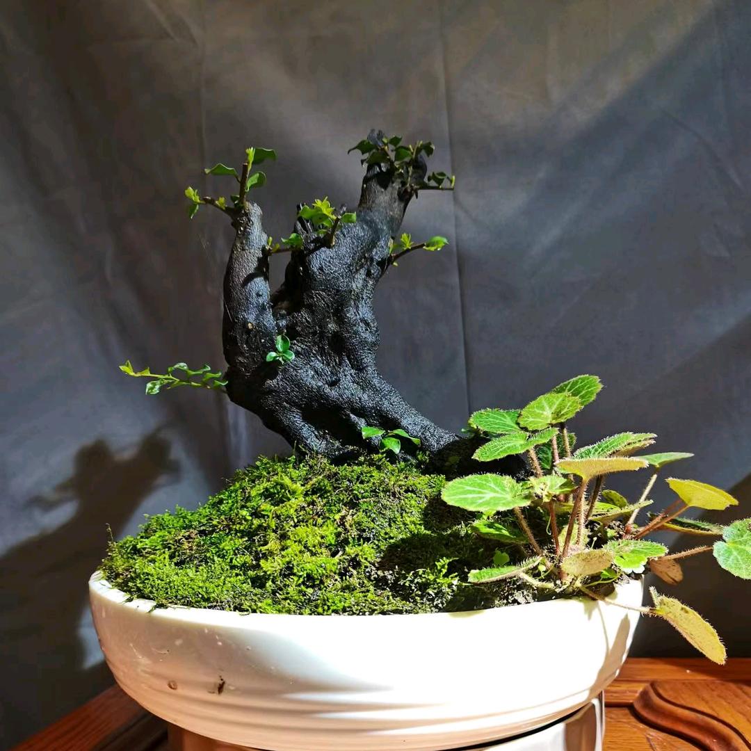 千峰逸金弹子盆景