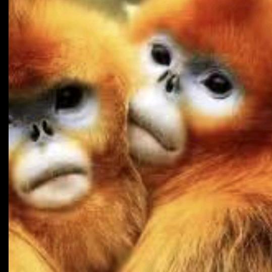 金丝猴财运满格