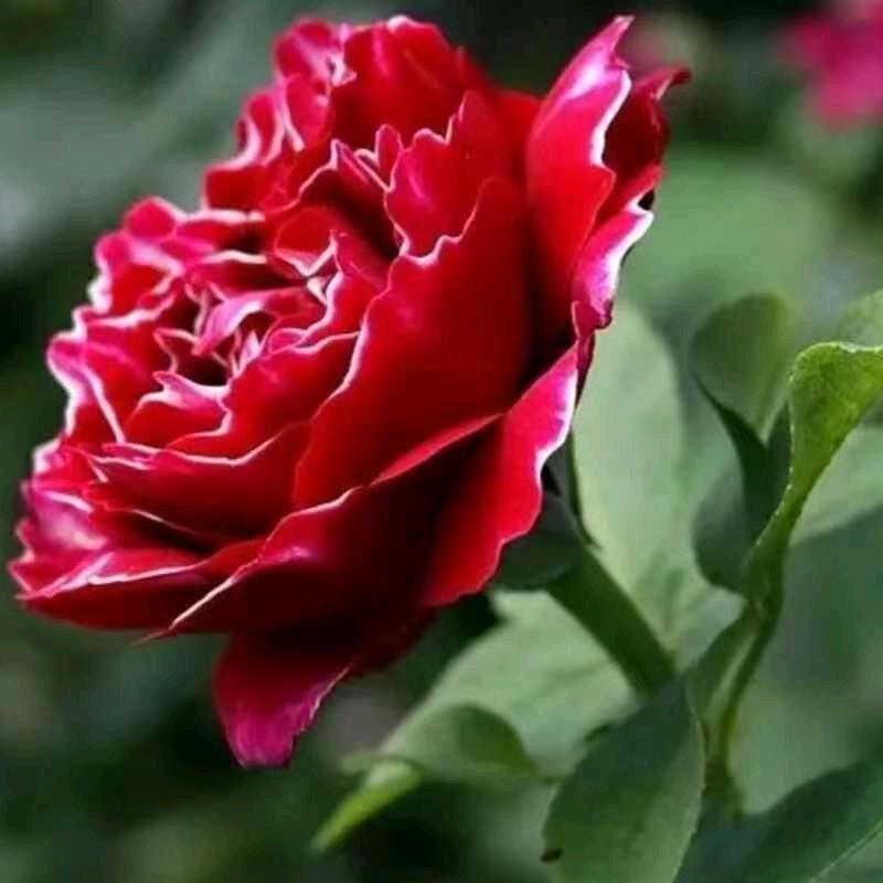 牡丹花开