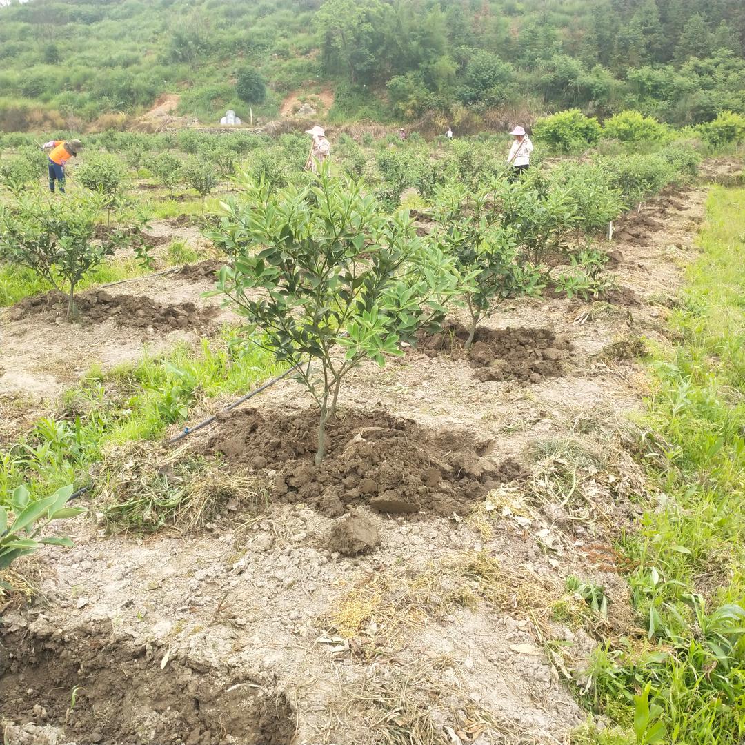 脆蜜金柑，恭城志乾种植