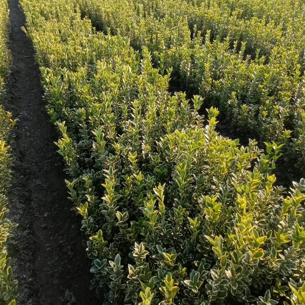 姜堰区佳艺苗木场
