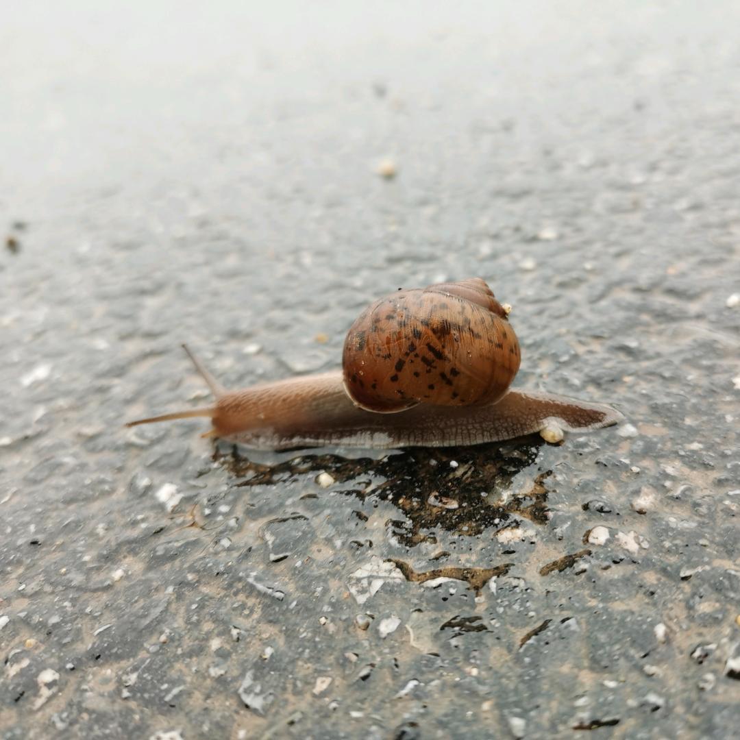 老雪