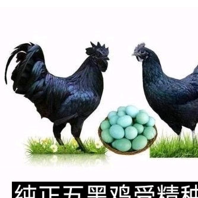 飞飞养殖农场