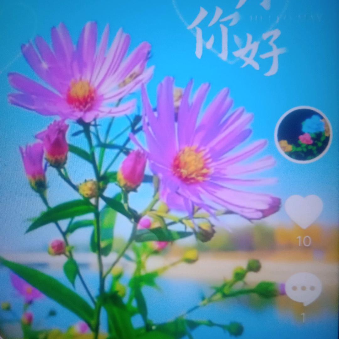 🌲吕肆姐🌹🌲