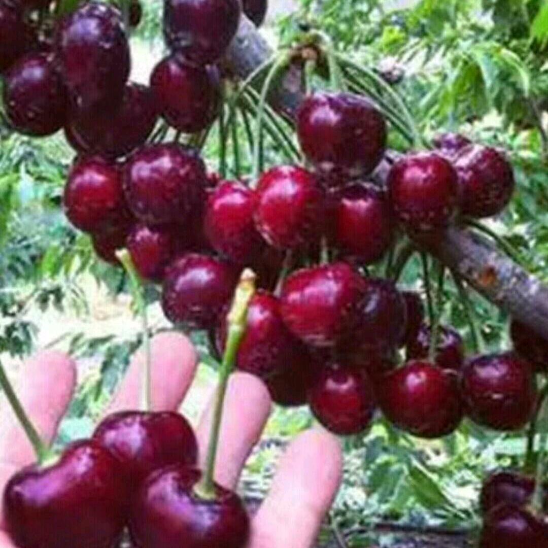 今生今世有你 🍁🍁🌹