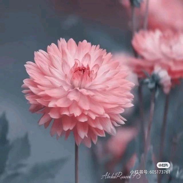 云果