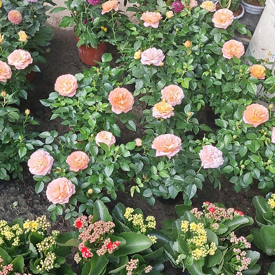 栀子花开