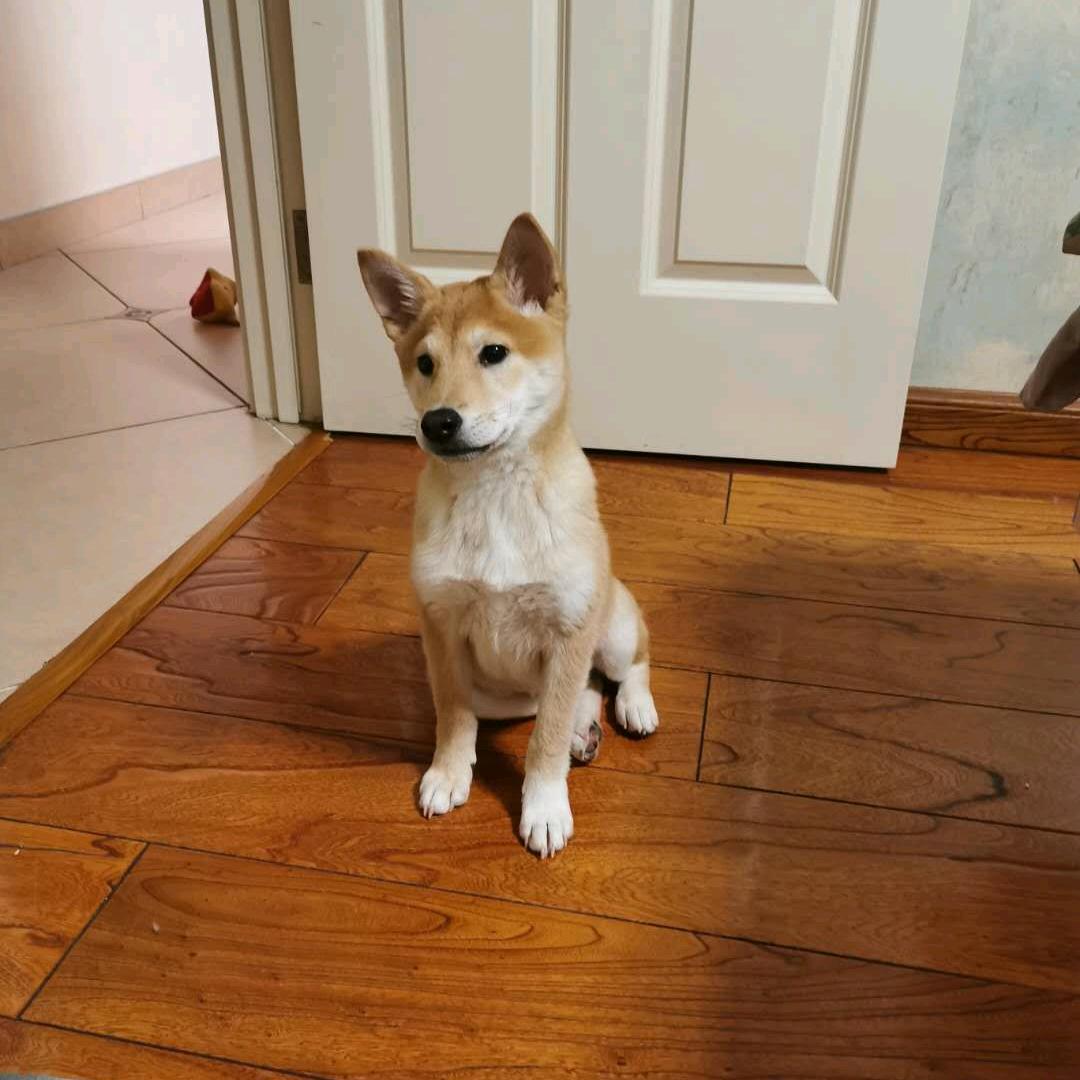 哈哈麻麻