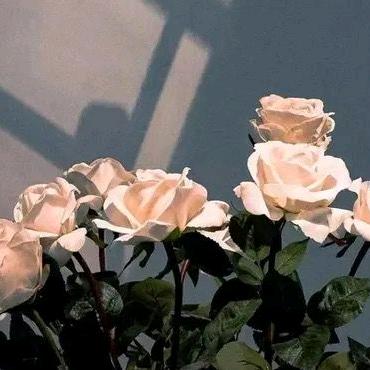 🌈骑乌龟追高铁