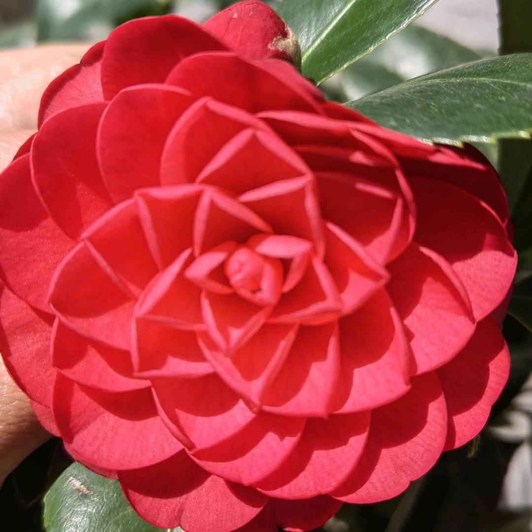 🌸玲🌺
