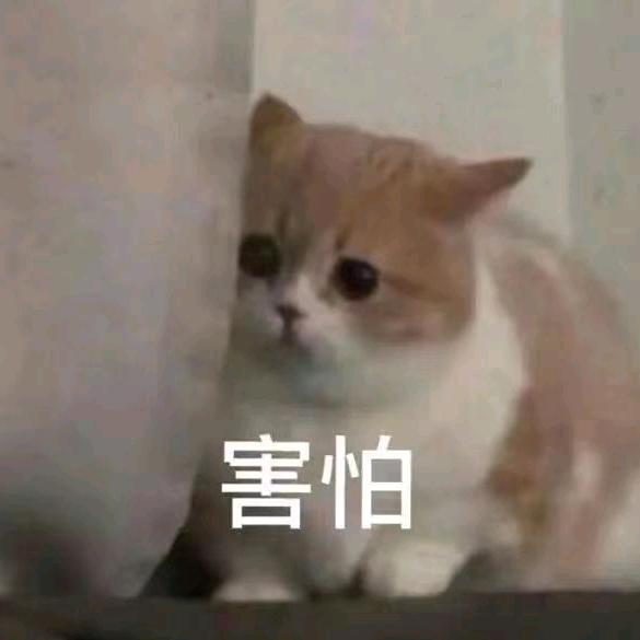 叶秋秋