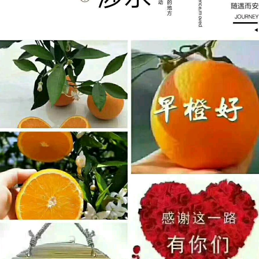 脐橙代收